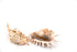beige spider seashell